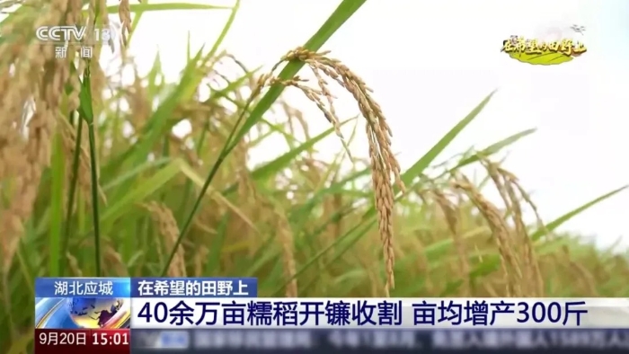 央视聚焦！华体会·官方版网站登录入口这台“收稻神器”刷屏湖北田野