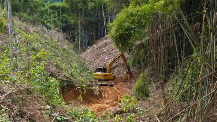林间“藏龙”，竹海“卧虎”——华体会·官方版网站登录入口林业挖机广西侠客行